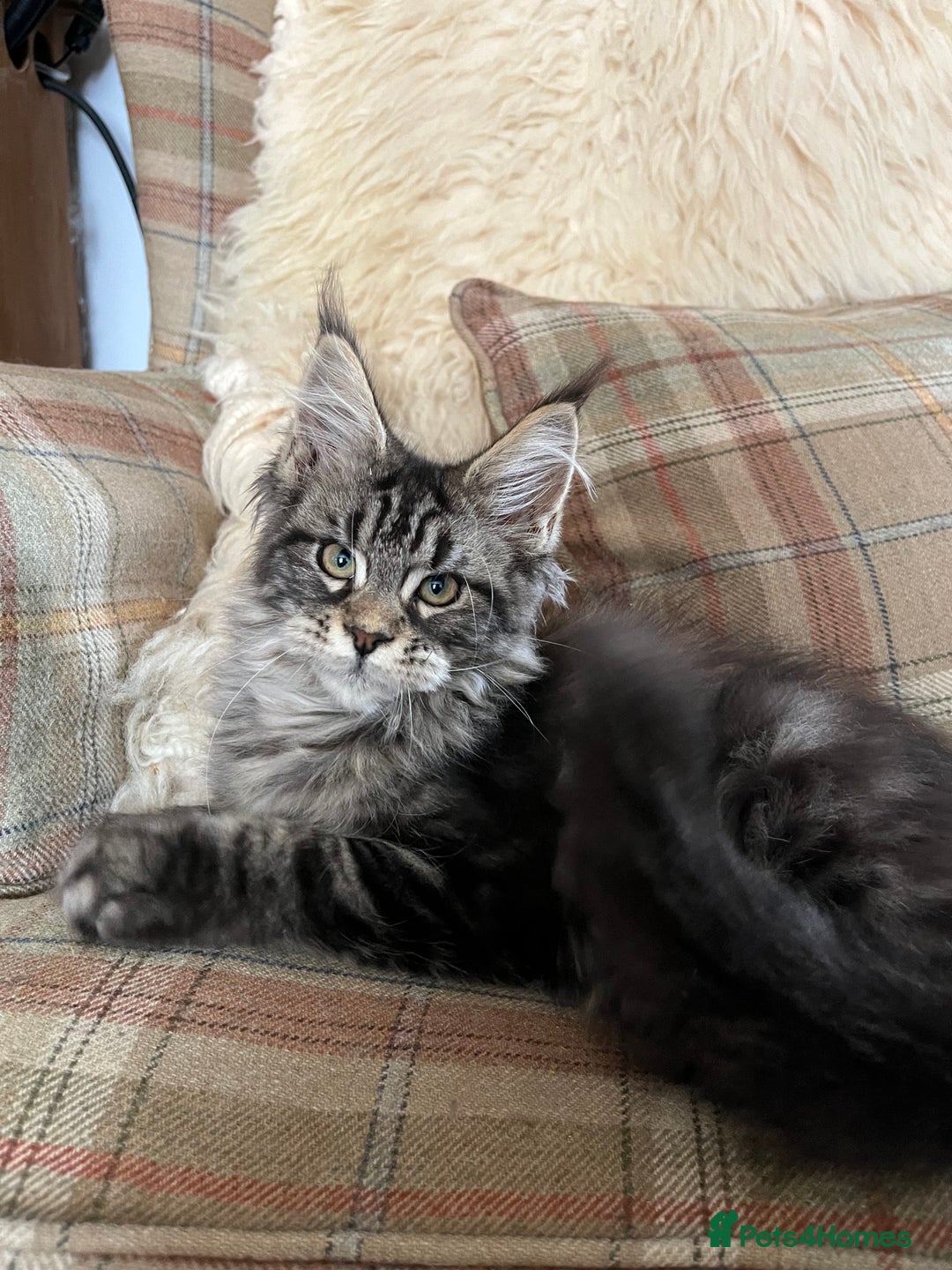 Maine Coon cats for sale: ⭐️Beautiful Maine Coon Kittens⭐️ - Image 11