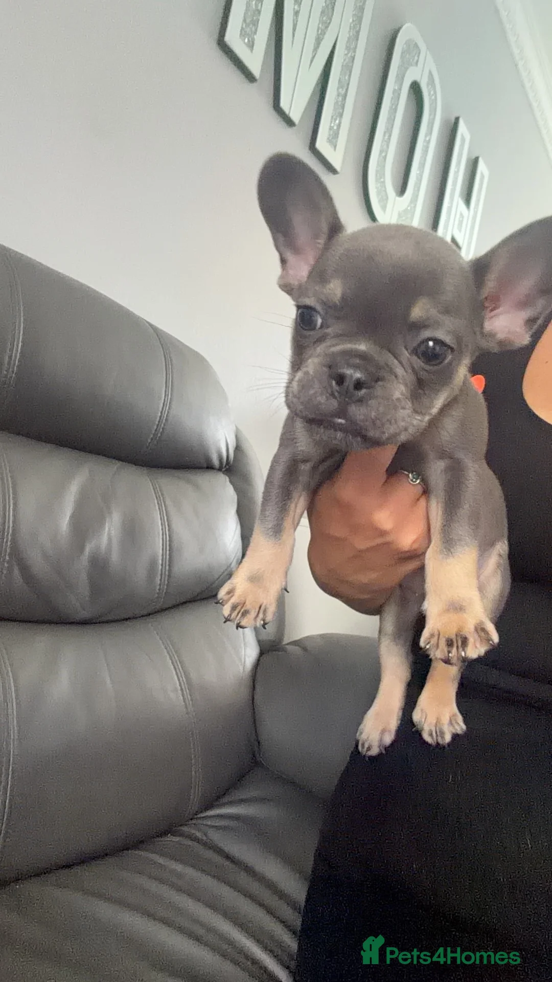 French Bulldog dogs for sale: French bulldog puppy - Advert 2