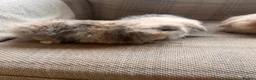 Mini Lion Lop rabbits for sale: Mini lion lop babies - Advert 5