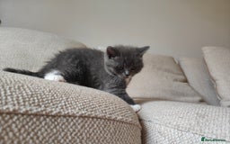 British Shorthair cats for sale: British Shorthair Kittens - Image 17