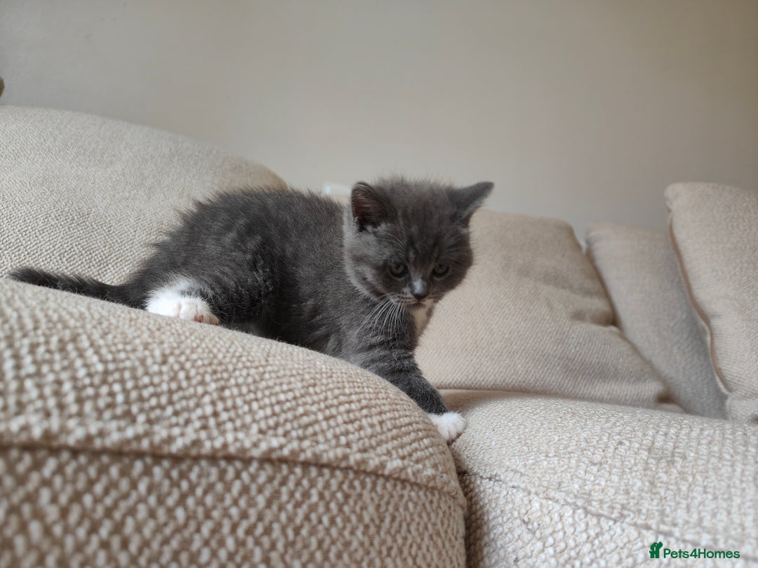 British Shorthair cats for sale: British Shorthair Kittens - Image 17