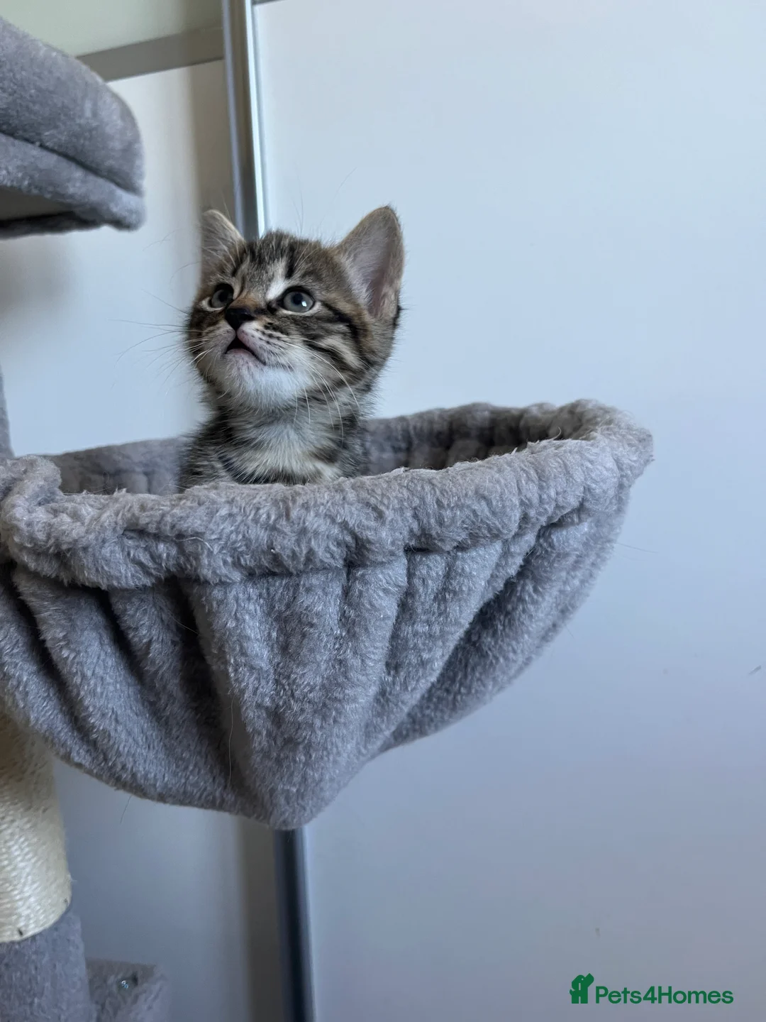Mixed Breed cats for sale: MaineCoon Mix - Advert 2