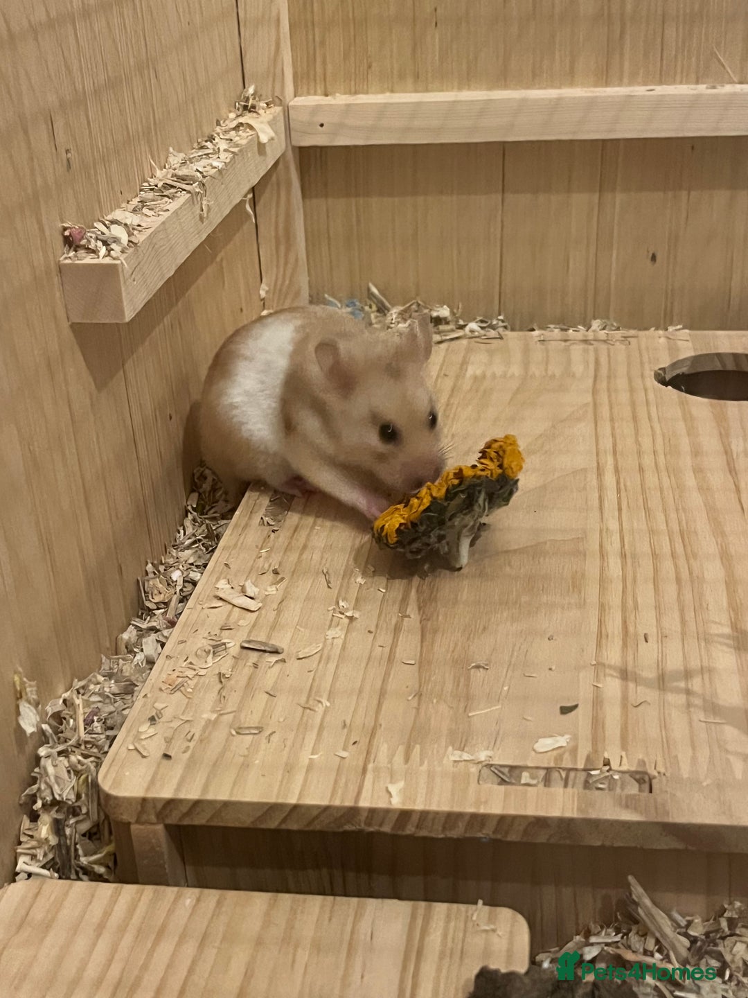 Hamster rodents for sale: two female Syrian hamsters for sale - Advert 6