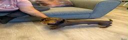 Miniature Dachshund dogs for stud: CHOCOLATE & TAN MINIATURE DACHSHUND — ROLO  - Advert 4