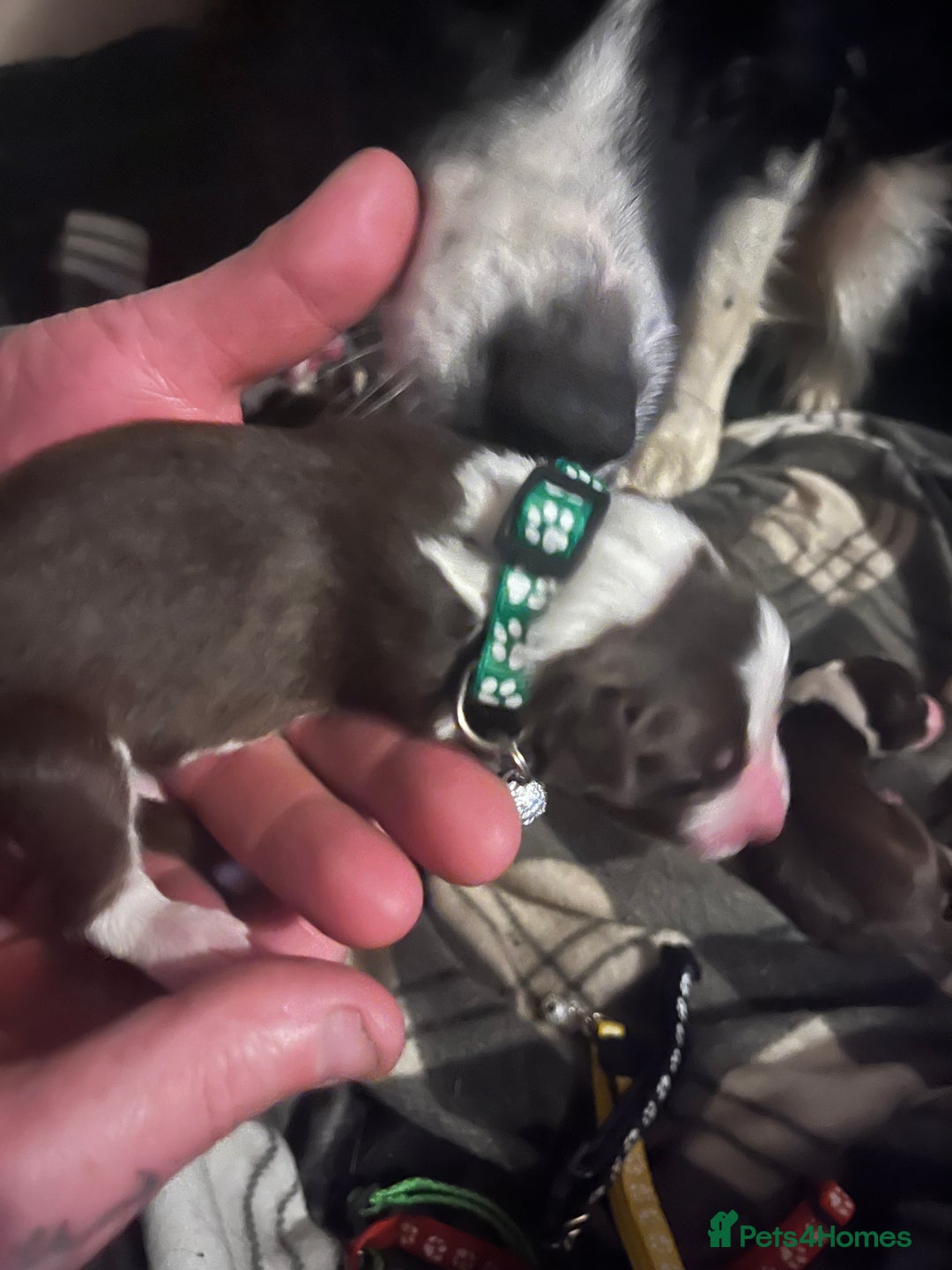 Border Collie dogs for sale: Litter of 7 border collies - Advert 8