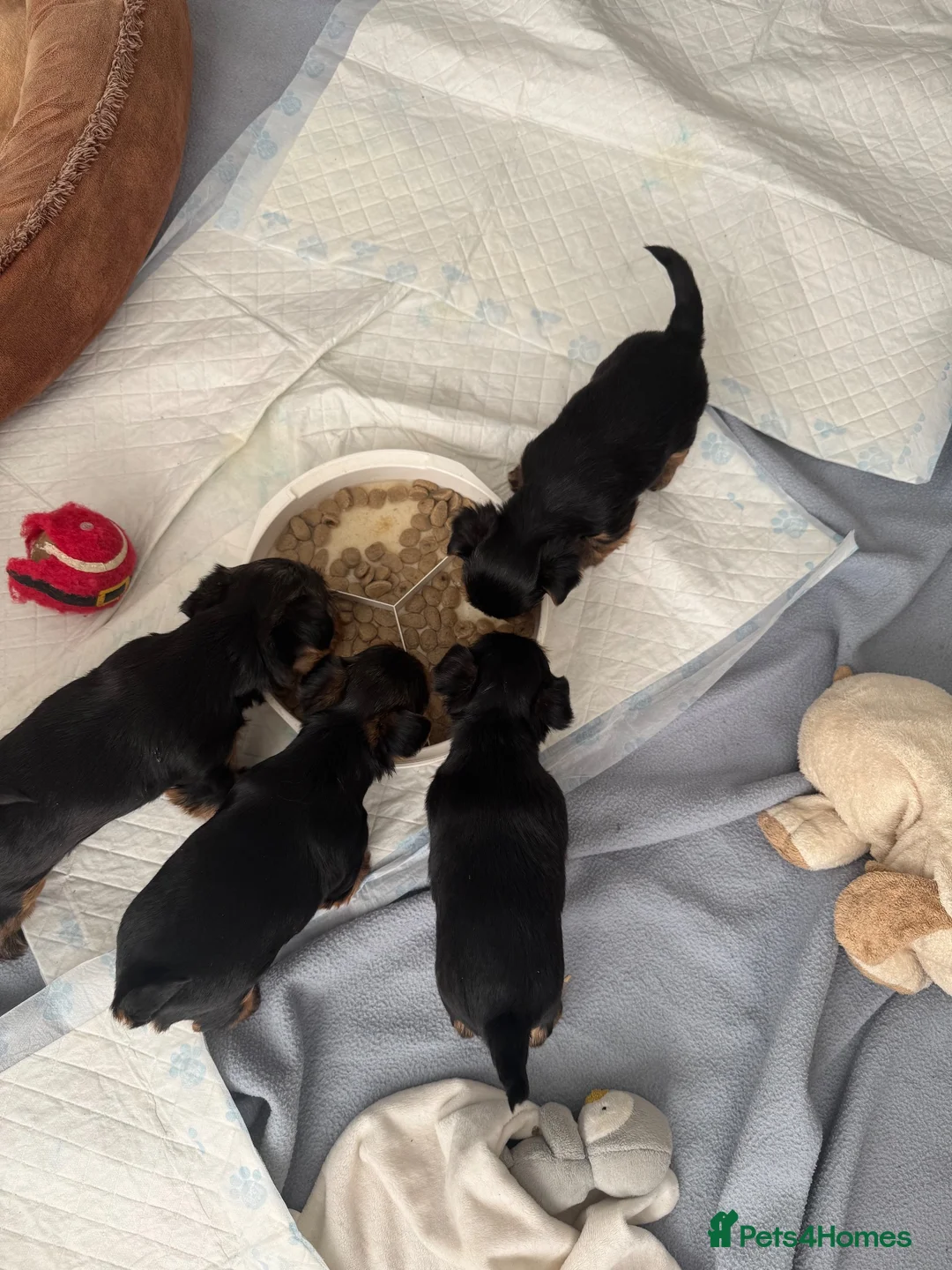 Yorkshire Terrier dogs for sale: Miniature Yorkshire terrier puppies  - Advert 9