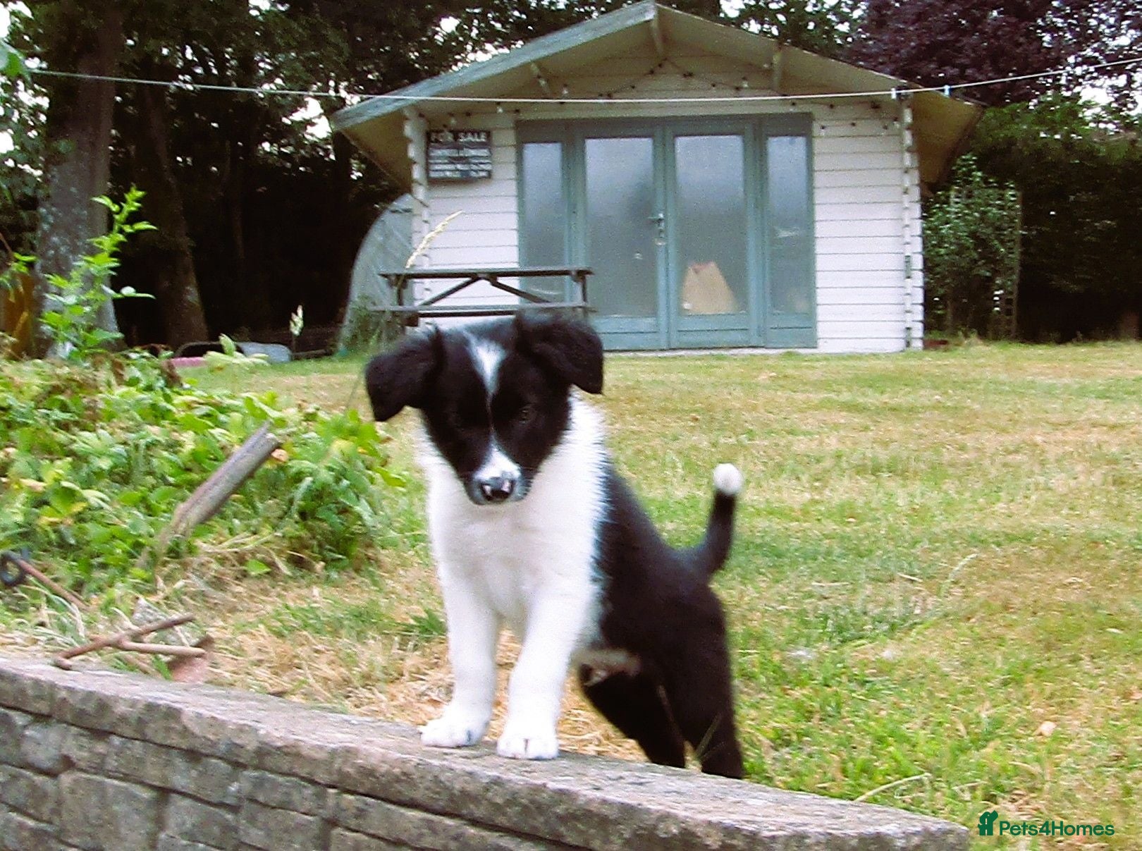 Border Collie dogs **** 1 Stunning Border Collie Puppy **** - Advert 1