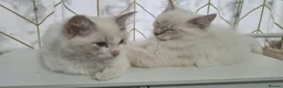 Ragdoll cats for sale: Two Beautiful Ragdoll Kittens Available Now! in Taunton - Advert 6