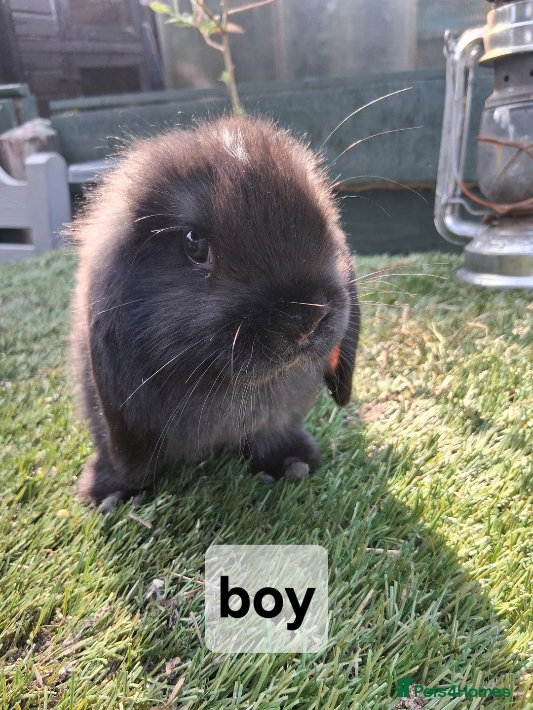 Mini Lop rabbits for sale: Mini lop rabbits - Advert 6