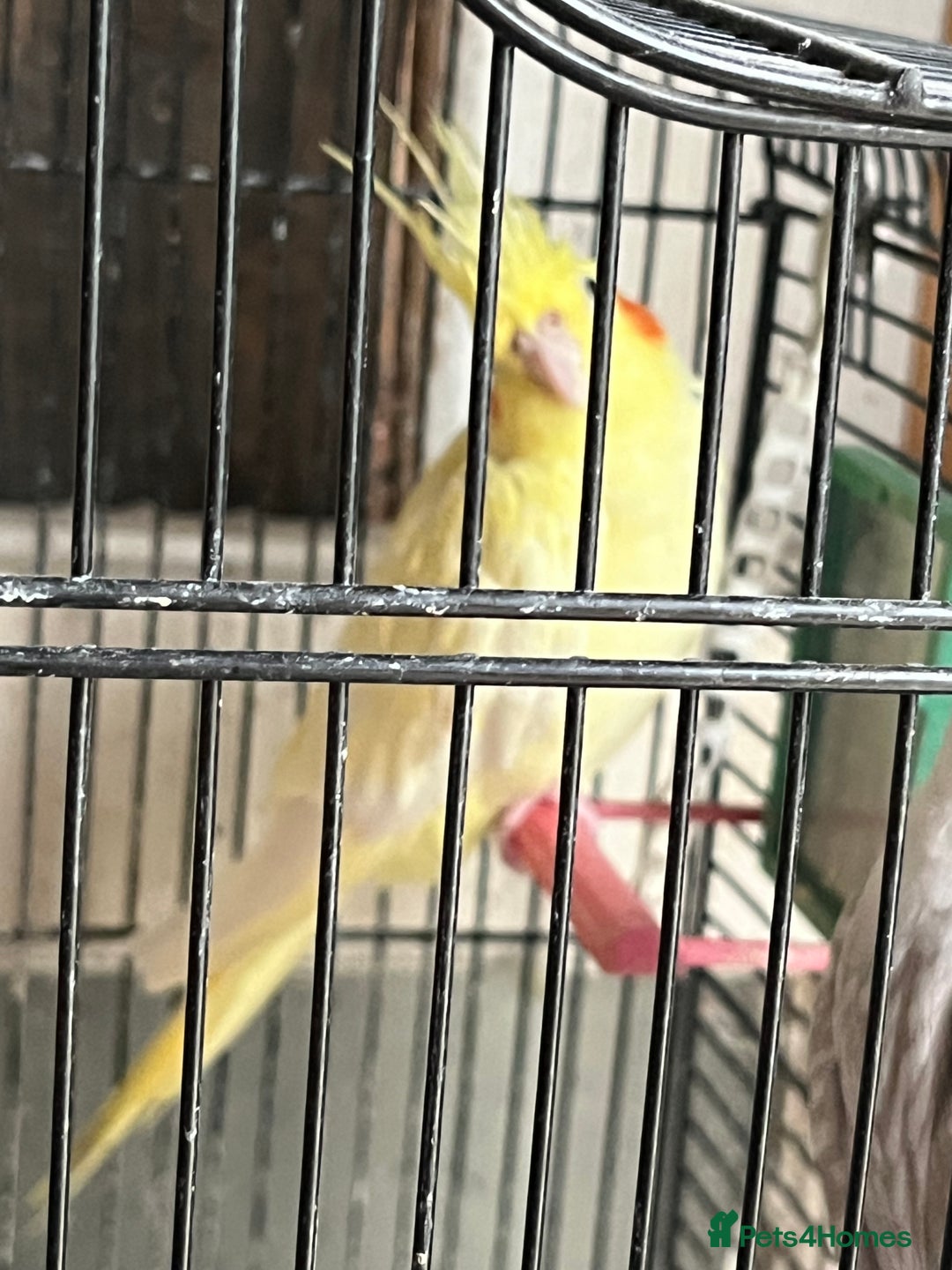 Cockatoo birds for sale: Cockatiels for sale - Image 3