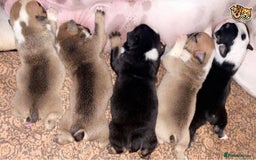 English Bulldog dogs for stud: QUALITY RED AND WHITE BULLDOG STUD DISCOUNT CHIPS in Sunderland - Image 15