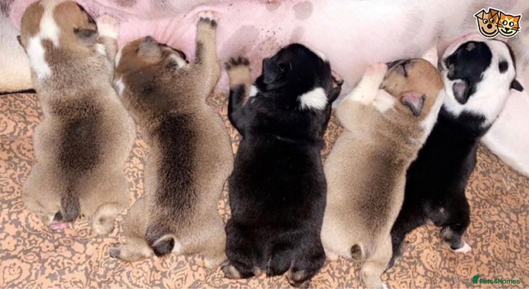 English Bulldog dogs for stud: QUALITY RED AND WHITE BULLDOG STUD DISCOUNT CHIPS in Sunderland - Image 15