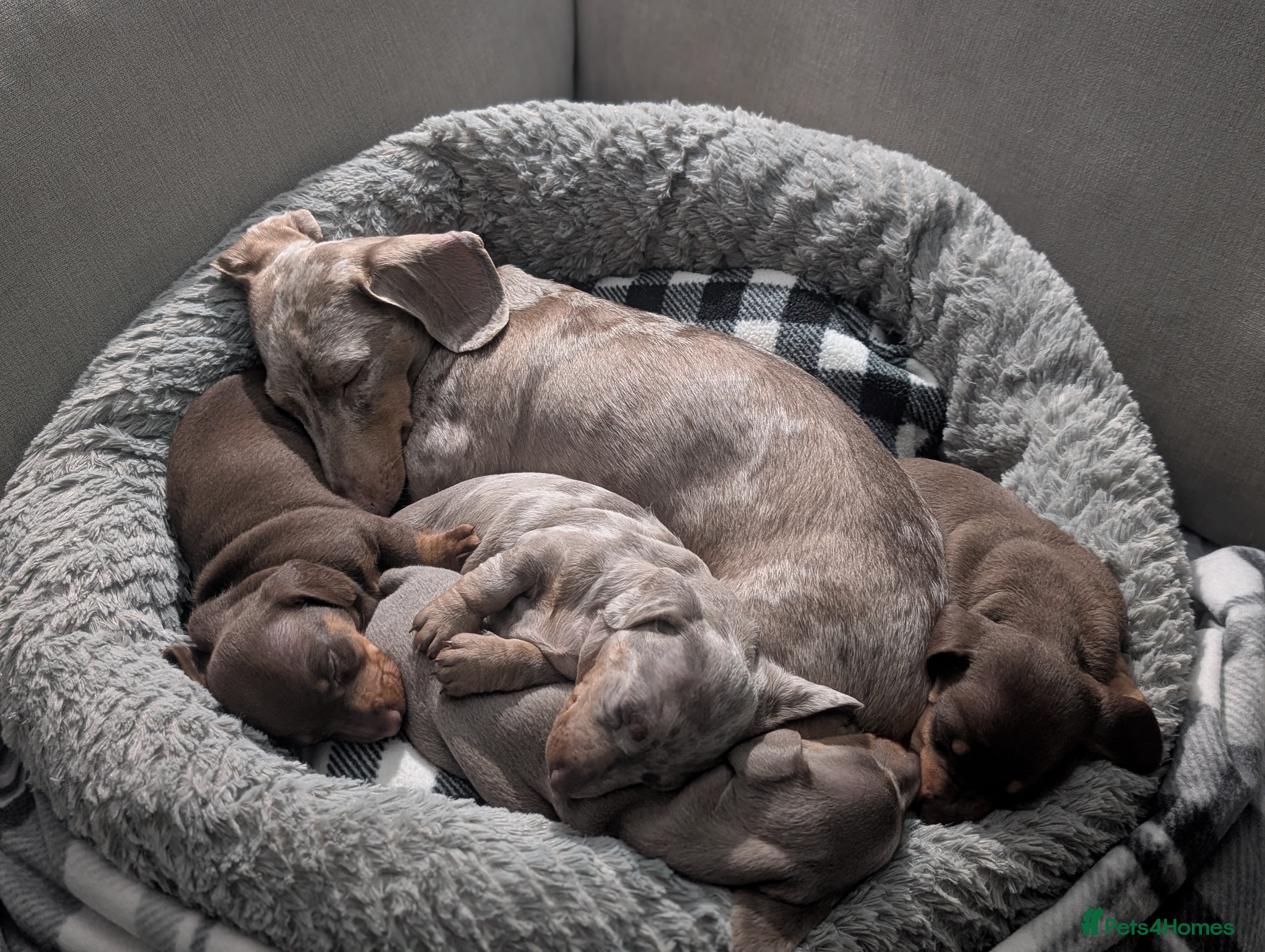 Dachshund dogs Smooth haired miniature dachshunds  - Advert 1