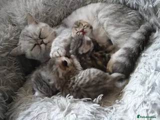 Exotic cats Exotic Shorthair Cross Kittens - Advert 1