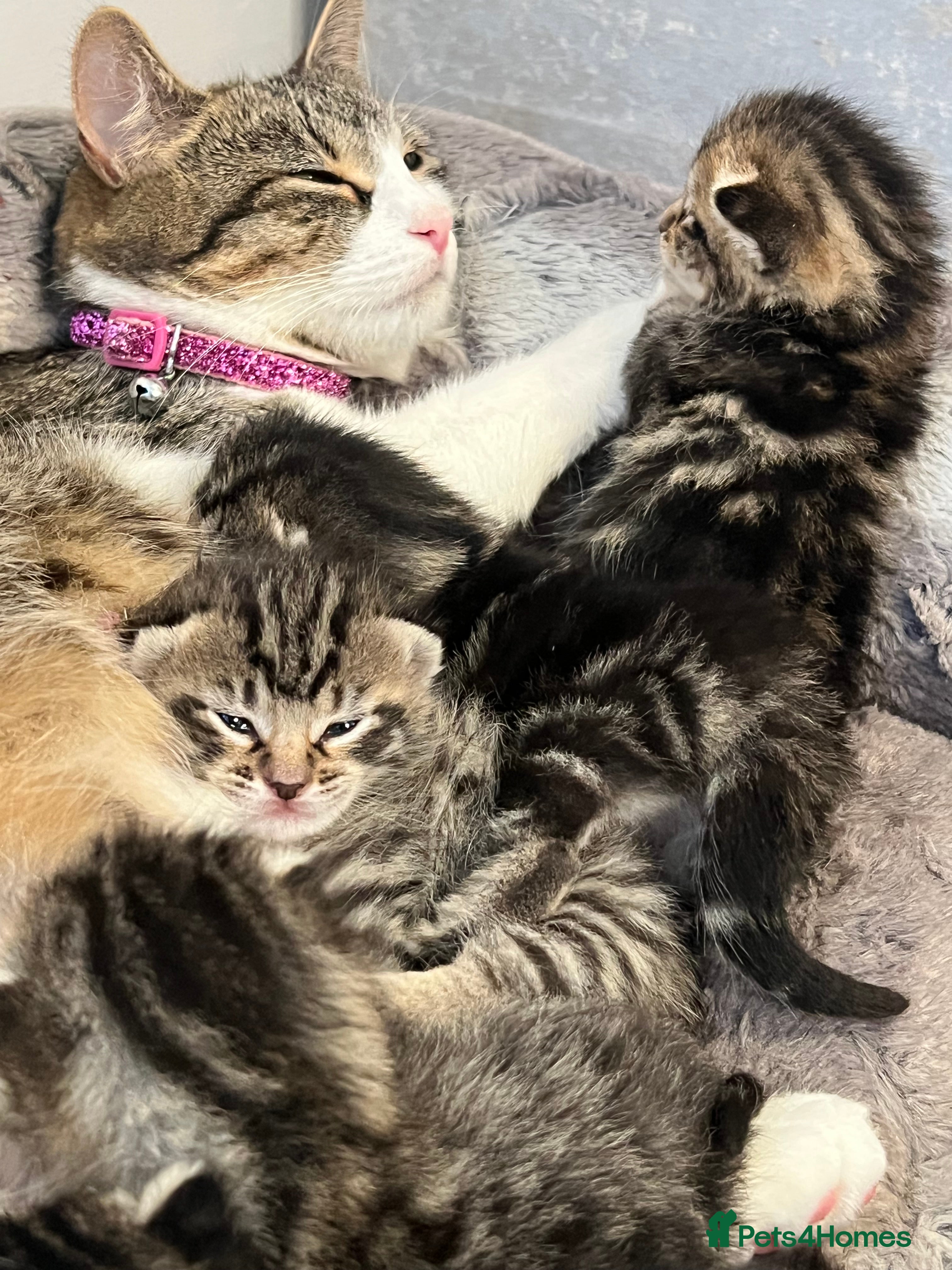 Domestic Shorthair cats Tabby tortoise shell domestic shorthair kittens - Advert 7