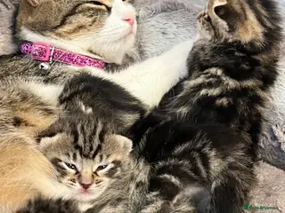 Domestic Shorthair cats Tabby tortoise shell domestic shorthair kittens - Advert 7