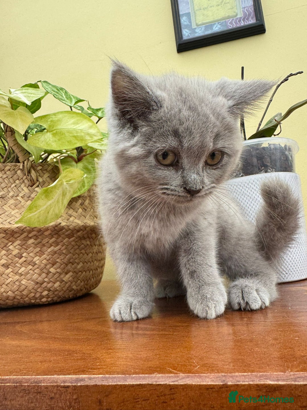 British Longhair cats for sale: British long haired  - Image 11