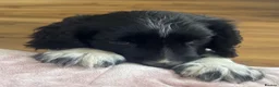 Cocker Spaniel dogs for sale: Beautiful litter of cocker spaniel puppies - Advert 8
