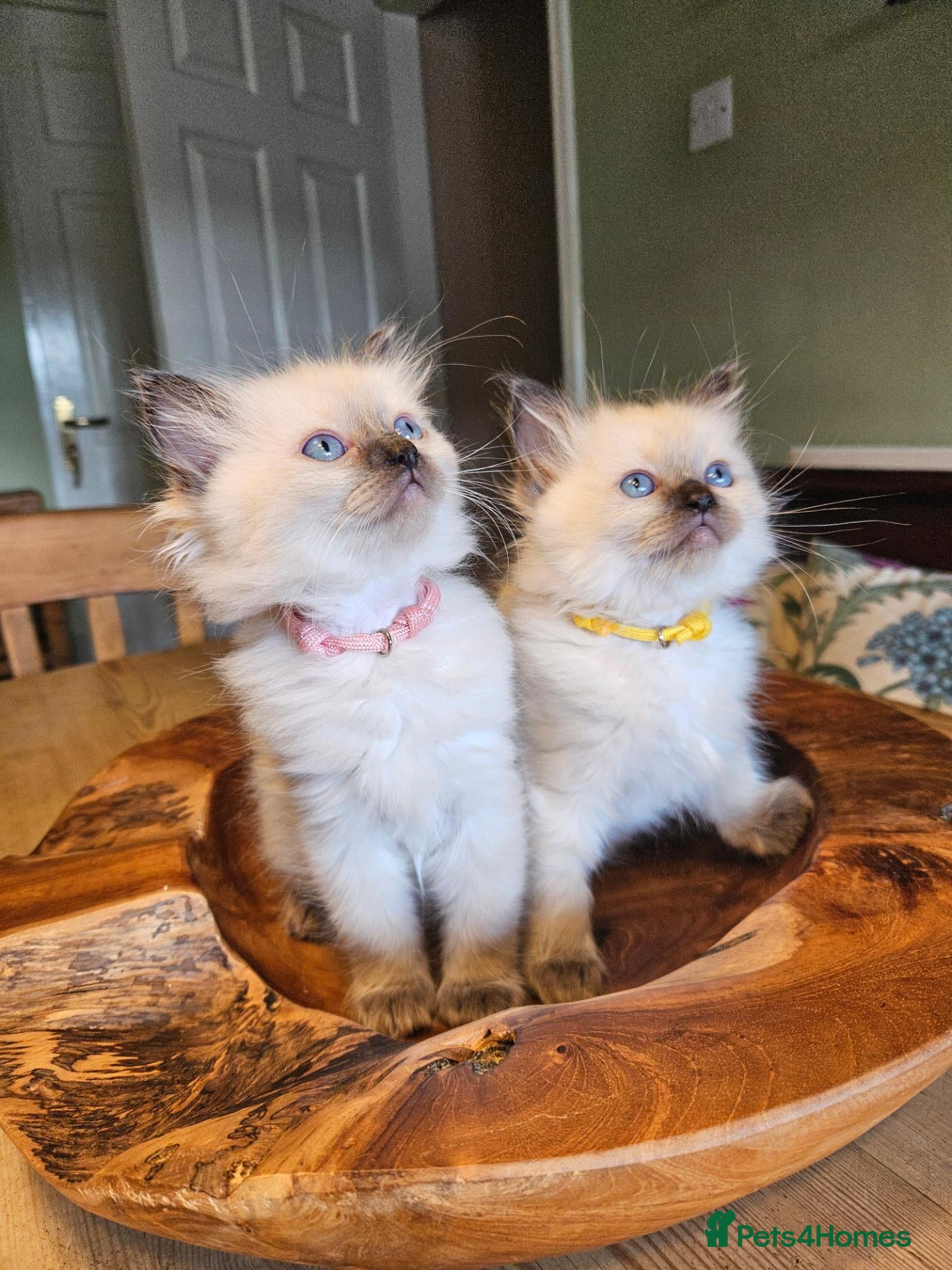 Ragdoll cats PEDIGREE RAGDOLL KITTENS - Advert 1