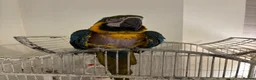 Macaws birds for sale: Blue and gold Macaw in London - Advert 8