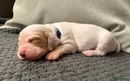 Cocker Spaniel dogs for sale: Gorgeous KC Working Cockers - Image 6