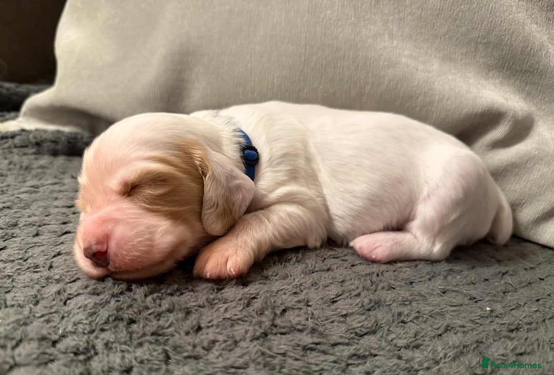 Cocker Spaniel dogs for sale: Gorgeous KC Working Cockers - Image 6