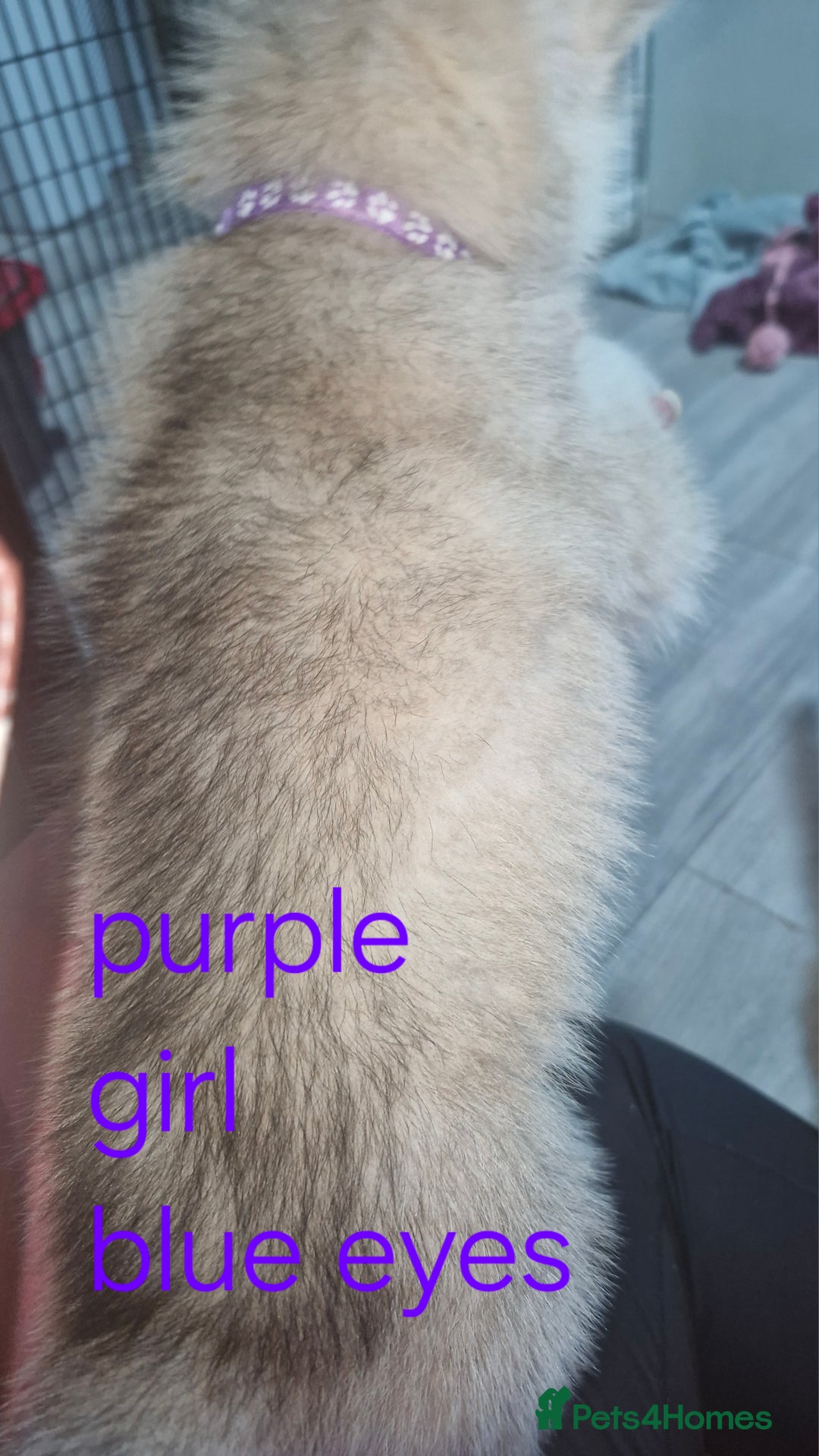 Siberian Husky dogs for sale: 8 husky pups - Advert 5