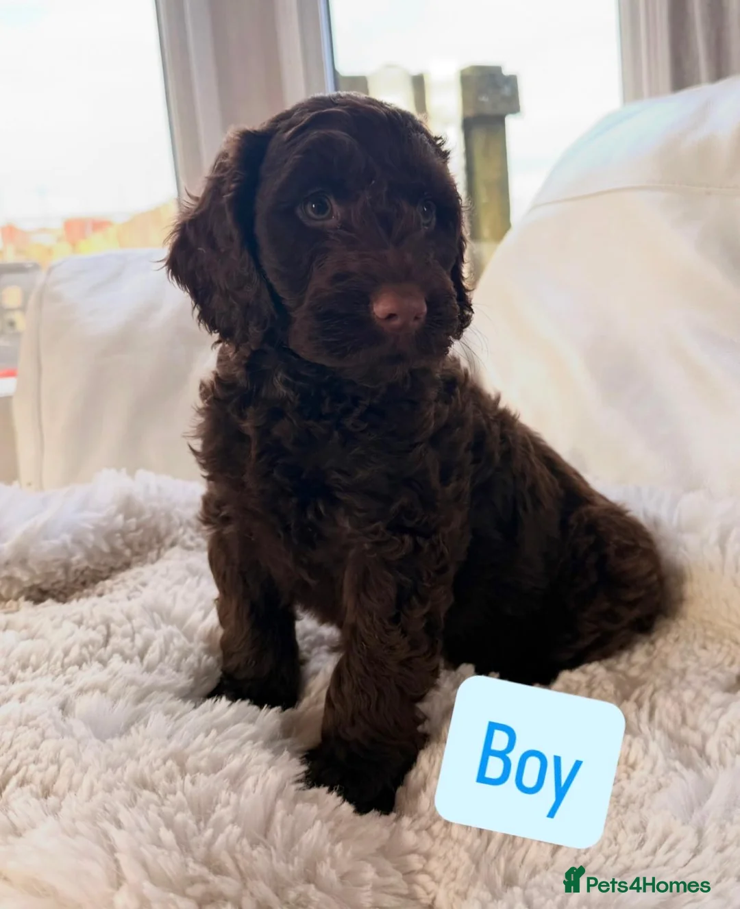 Cockapoo dogs for sale: F1 Cockapoo puppies  - Advert 5