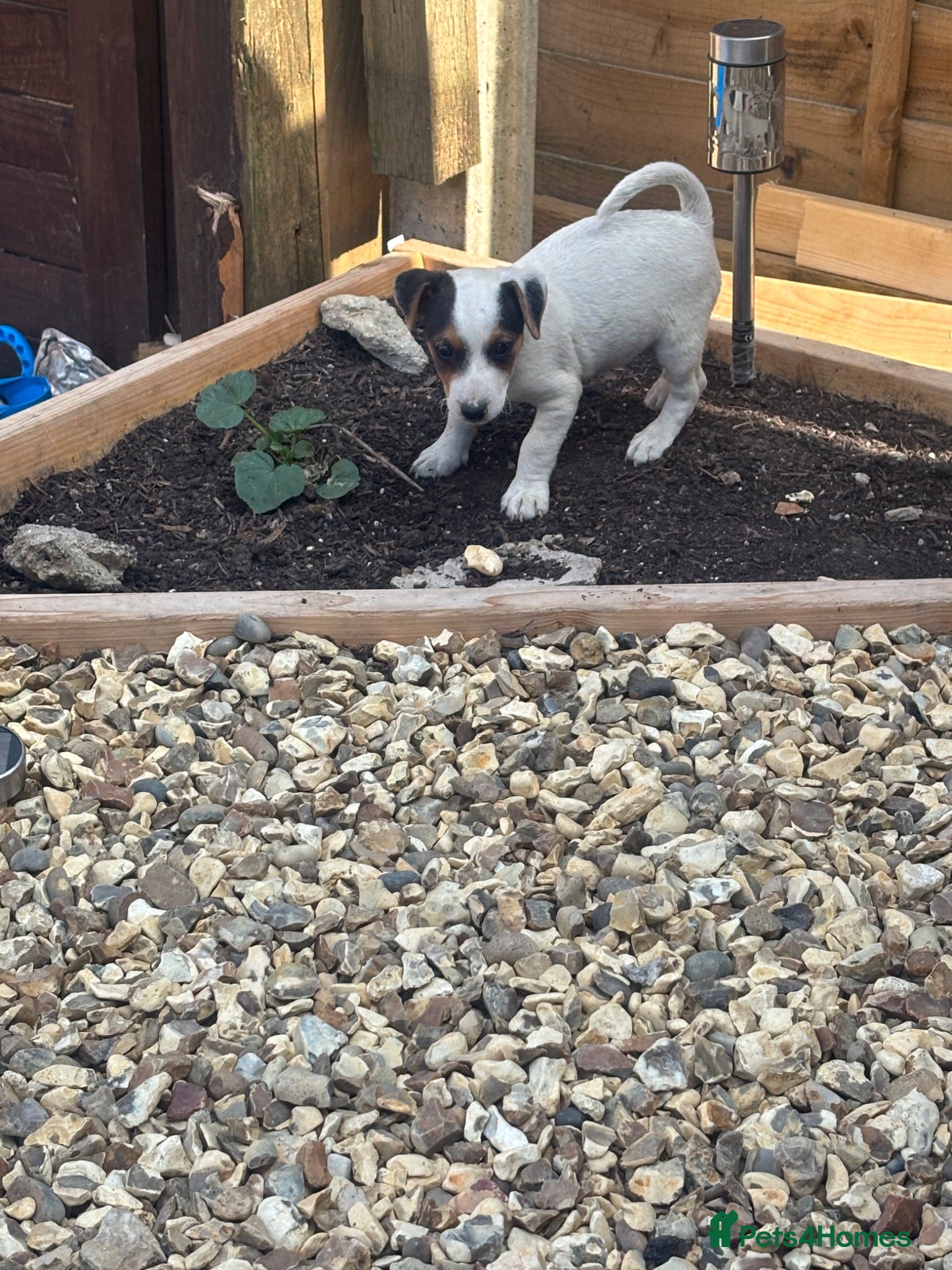 Jack Russell dogs Jack Russell pups - Advert 11