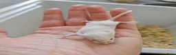 Mouse rodents for sale: Baby female fancy mice  - Advert 9