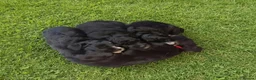 Cockapoo dogs for sale: Cockapoo Puppies for Sale in Luton - Advert 1