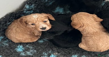 Cockapoo dogs - Advert 13