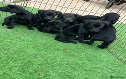 Labrador Retriever dogs for sale: Two black Labrador puppies left  - Image 4