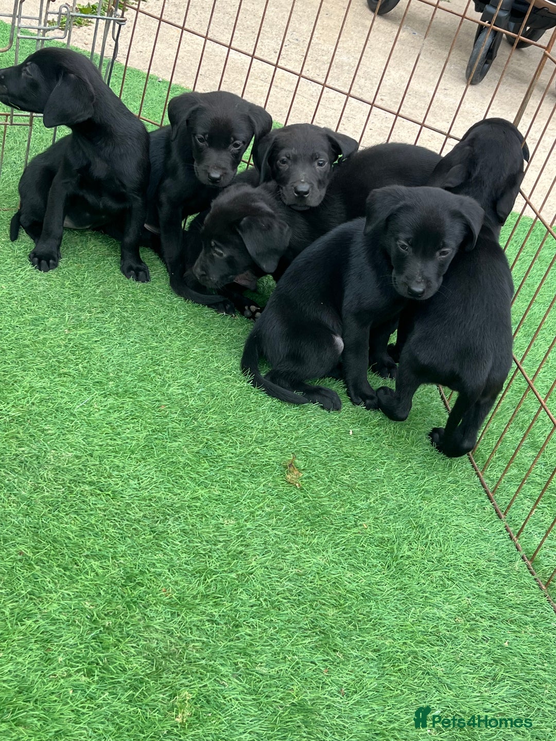 Labrador Retriever dogs for sale: Two black Labrador puppies left  - Image 4