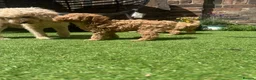 Toy Poodle dogs for sale: Ready now 🏡🐩❤️ 2x gorgeous toy poodle BOYS - Advert 9