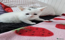 Mixed Breed cats for sale: Two beautiful litters of kittens😻🐱😹 - Image 17