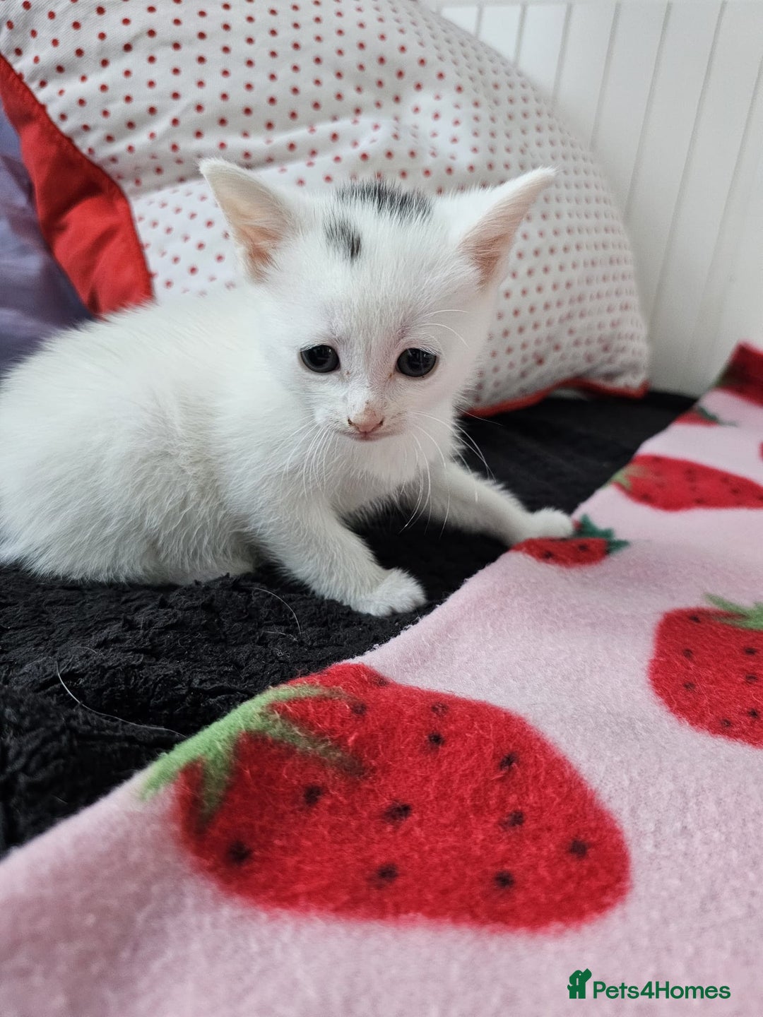 Mixed Breed cats for sale: Two beautiful litters of kittens😻🐱😹 - Image 17