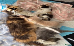 British Longhair cats for sale: 1 beautiful British longhair kitten left - Image 4