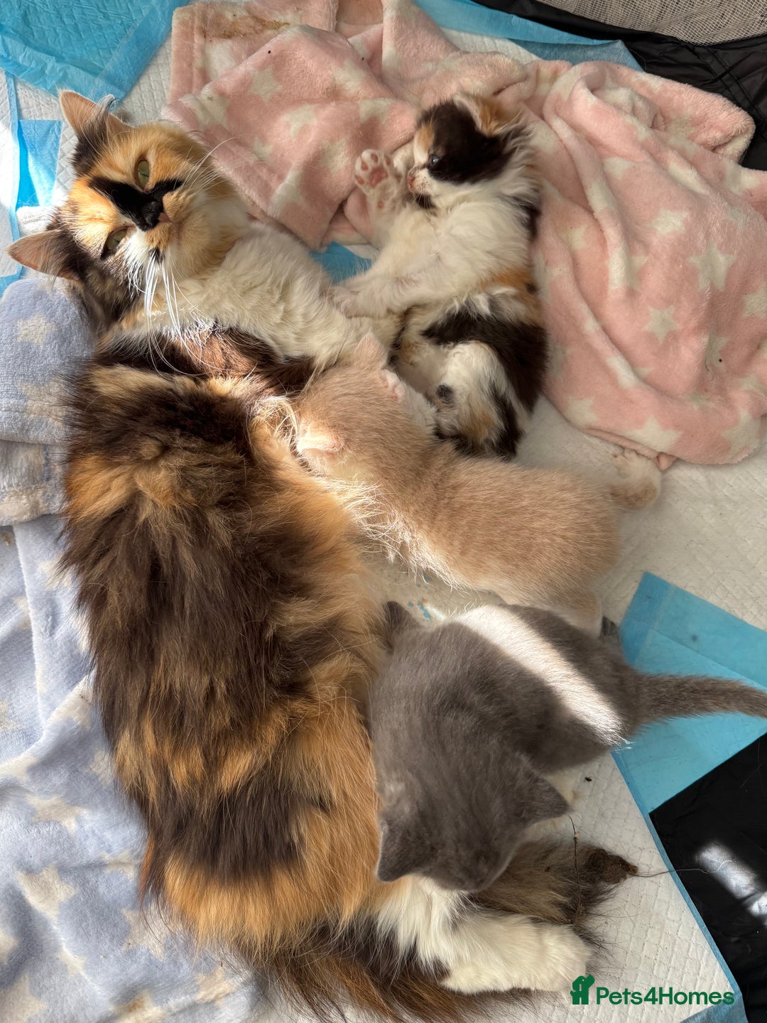 British Longhair cats for sale: 1 beautiful British longhair kitten left - Image 4
