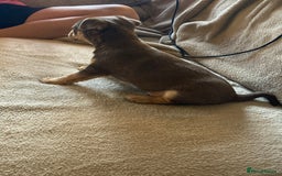 Mixed Breed dogs for sale: Chocolate and tan Jack Russel X - Image 2