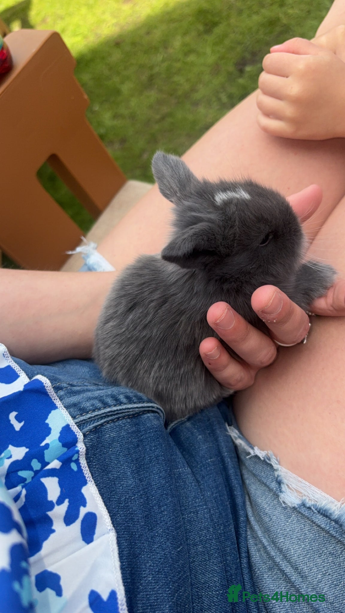 Mini Lop rabbits Mini lop babies - Advert 14