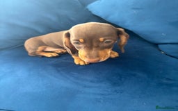Miniature Dachshund dogs for sale: KC reg PRA clear smooth mini dachshund puppies - Image 10