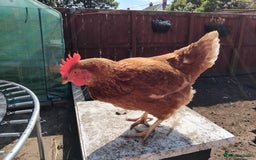 Chickens poultry for sale: 4 Chickens for sale - Image 2