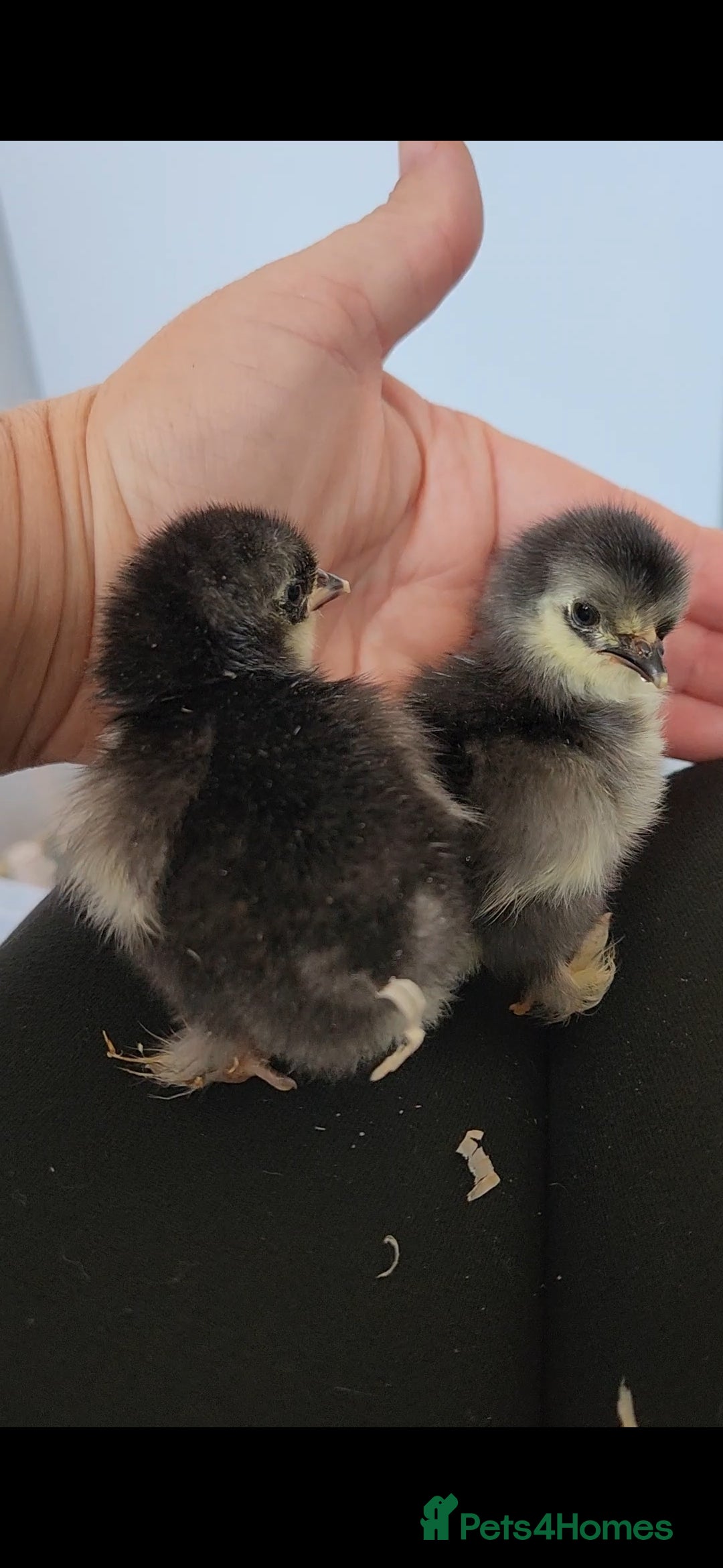 Chickens poultry for sale: Pekin bantam chicks  - Image 4