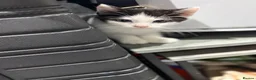 Mixed Breed cats for sale: Playful Litter of 4 *READY TO LEAVE NEXT WEEK* - Advert 8