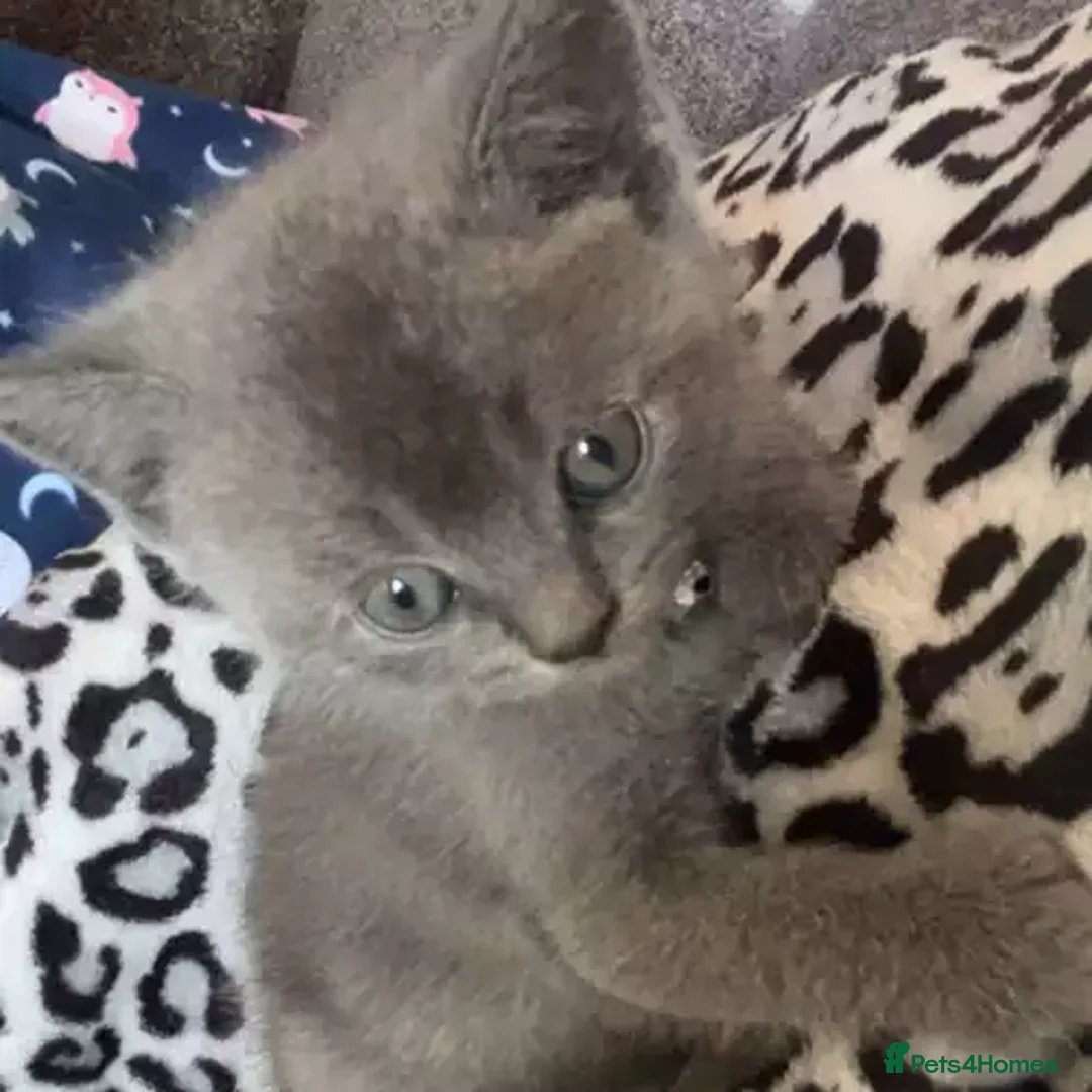 British Shorthair cats for sale: beautiful British shorthair Kittens  - Image 3