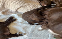 Cocker Spaniel dogs for sale: Adorable working cocker spaniel puppies  - Image 14