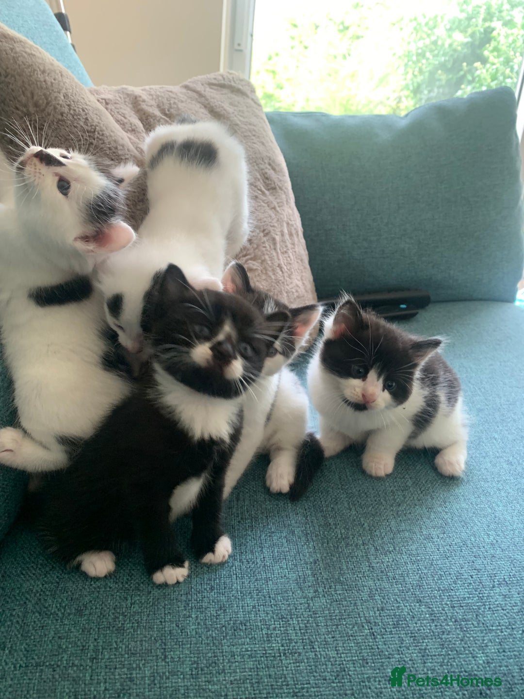 Mixed Breed cats for sale: Kittens - 2 boys 1 girl - ready to leave! - Image 14