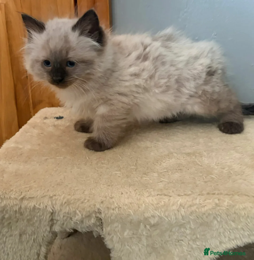 Ragdoll cats for sale: 3 ragdoll boys Ready now in Newcastle upon Tyne - Advert 1