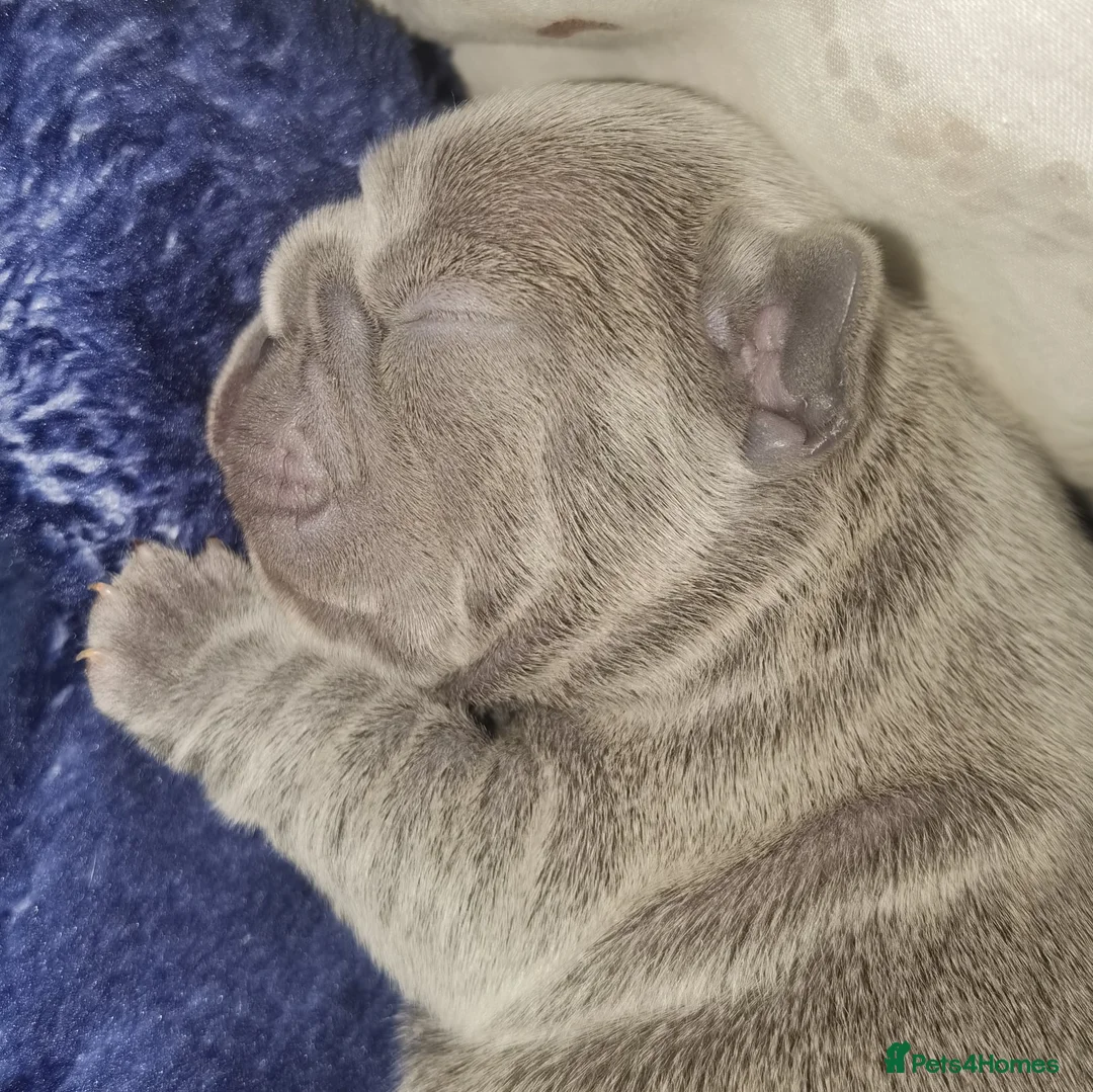 French Bulldog dogs for stud: Mayan, Rfg, bva, Silver health tested Lilac tan in Sheffield - Advert 18
